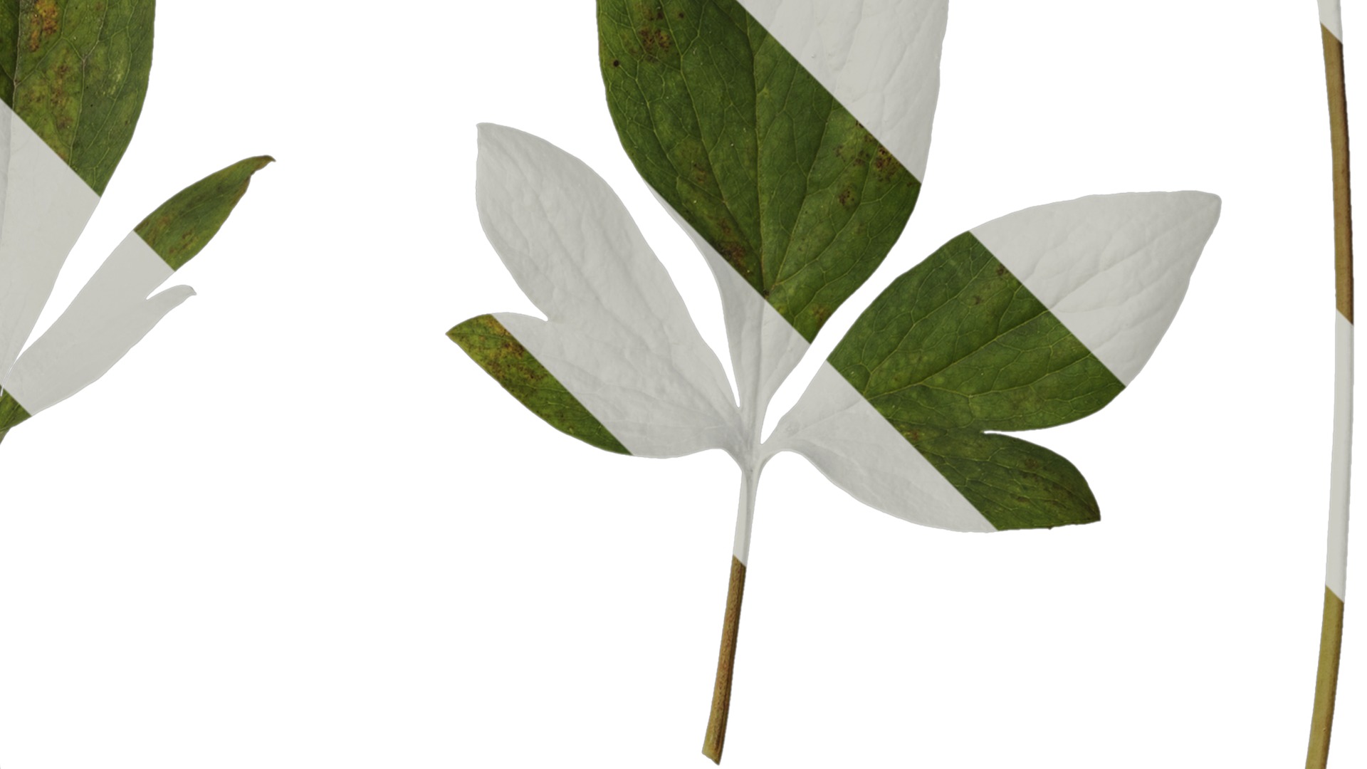 Anydrafts Paeonia lactiflora Leaf 04 Texture_2