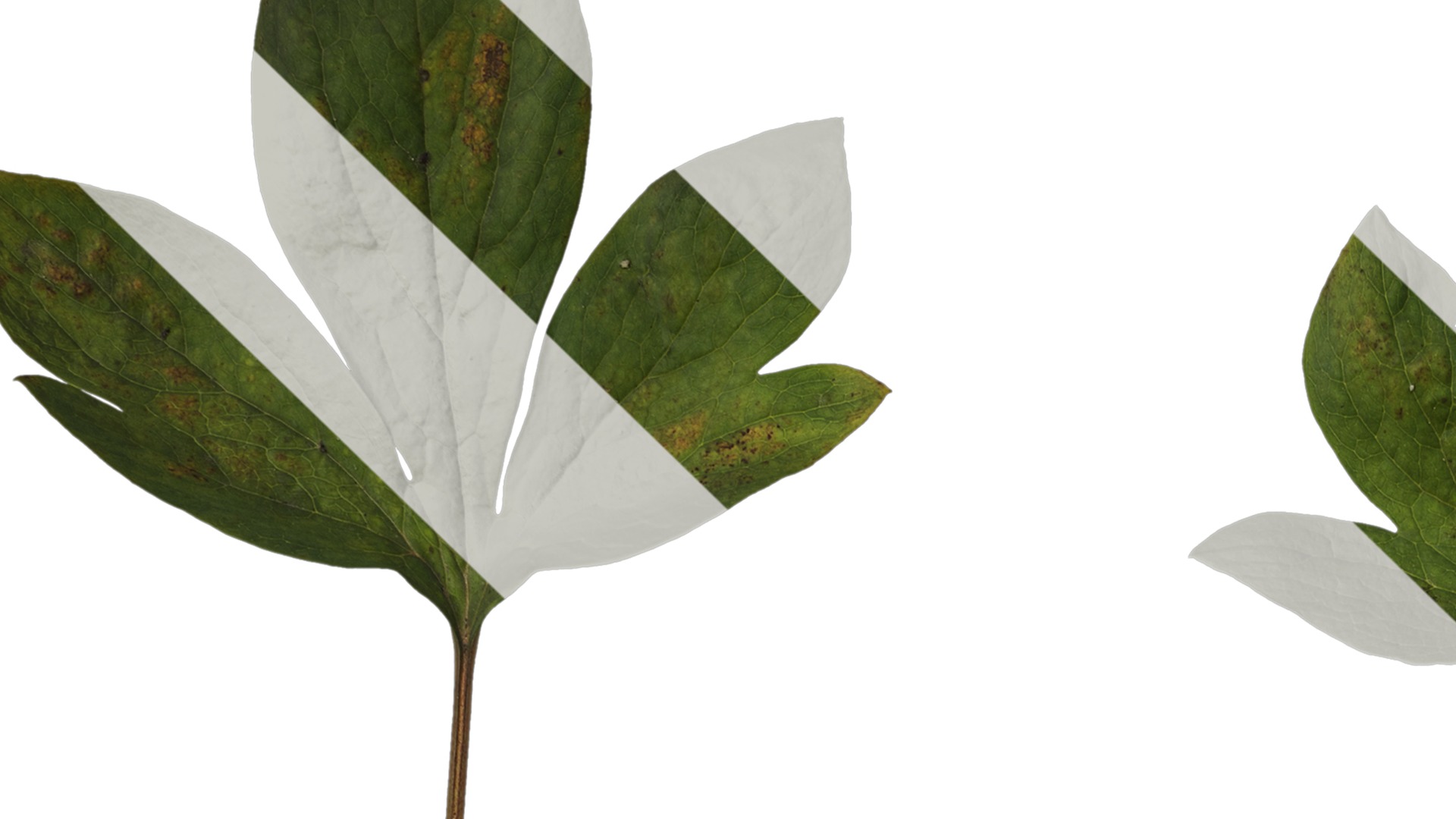 Anydrafts Paeonia lactiflora Leaf 04 Texture_1