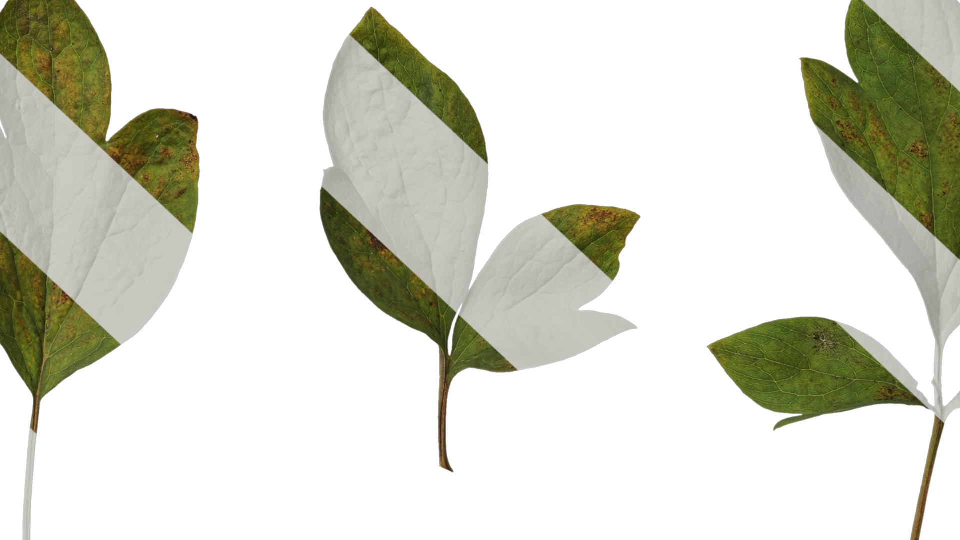 Anydrafts Paeonia lactiflora Leaf 04 Texture_7