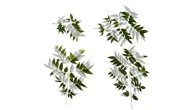Anydrafts Koelreuteria paniculata Atlas 19 Texture