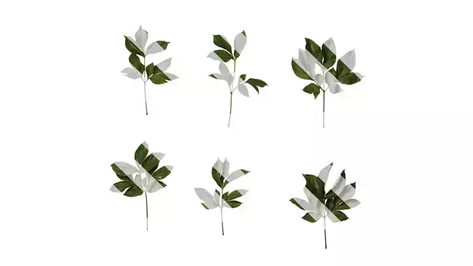 Anydrafts Paeonia lactiflora Leaf 05 Texture