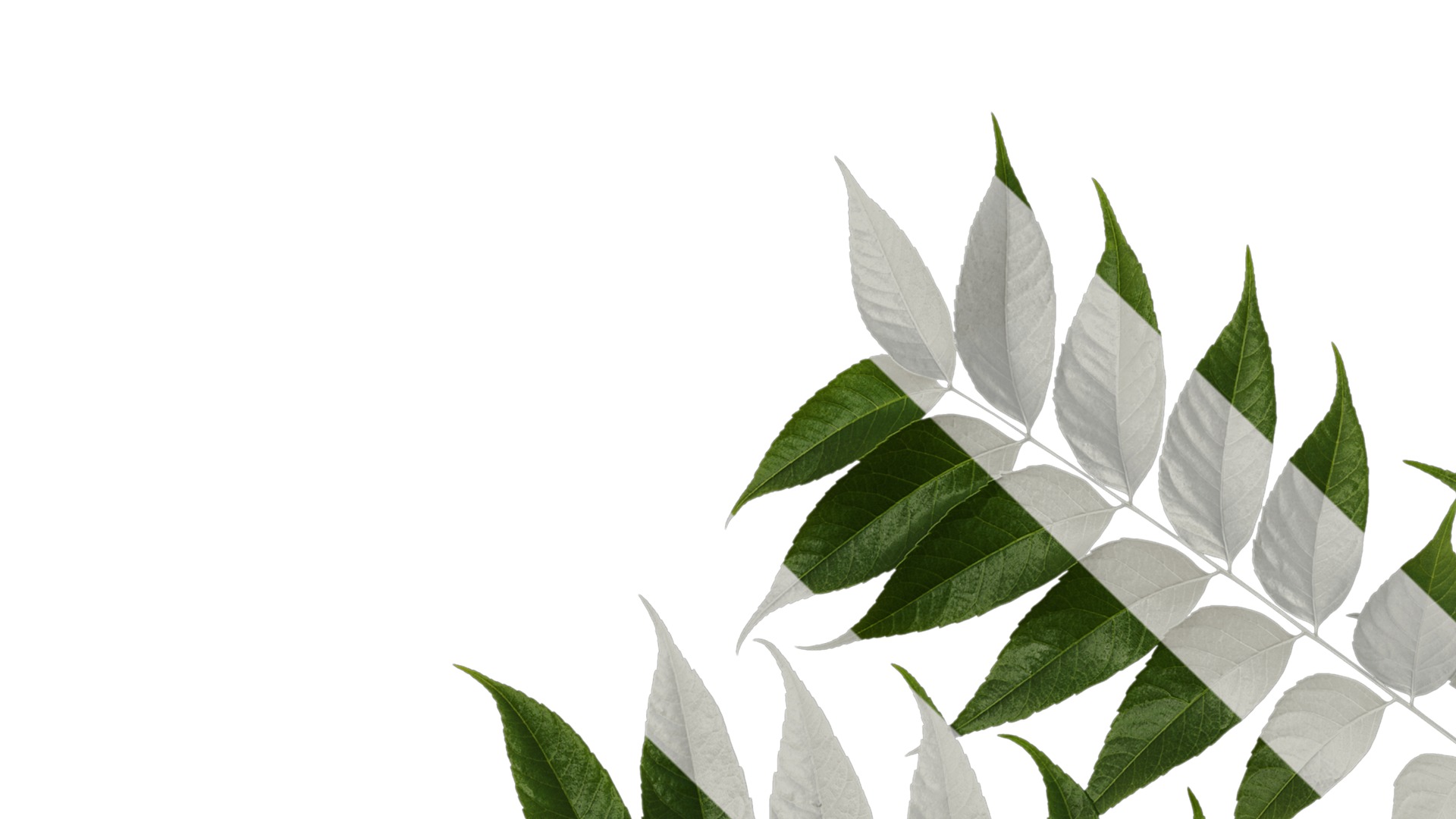 Anydrafts Koelreuteria paniculata Atlas 20 Texture_1