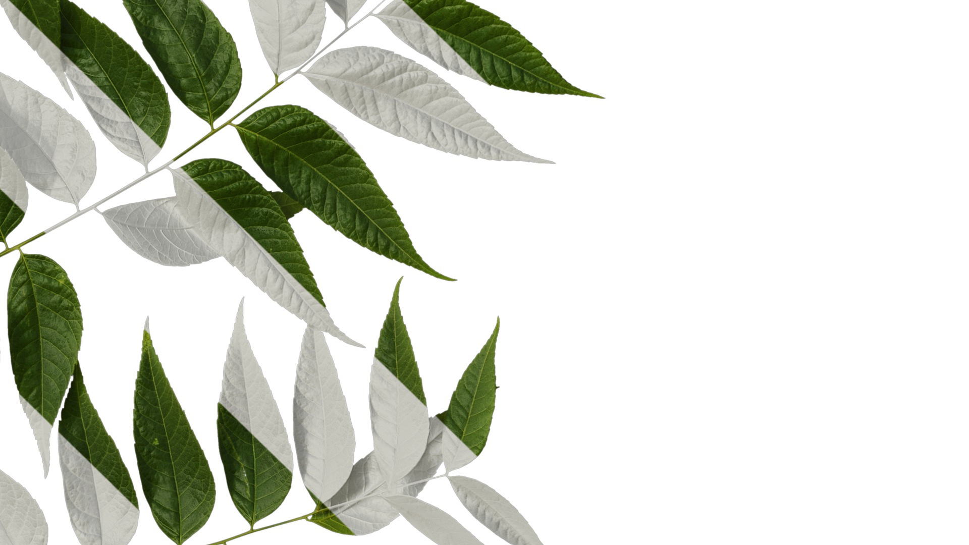 Anydrafts Koelreuteria paniculata Atlas 20 Texture_4