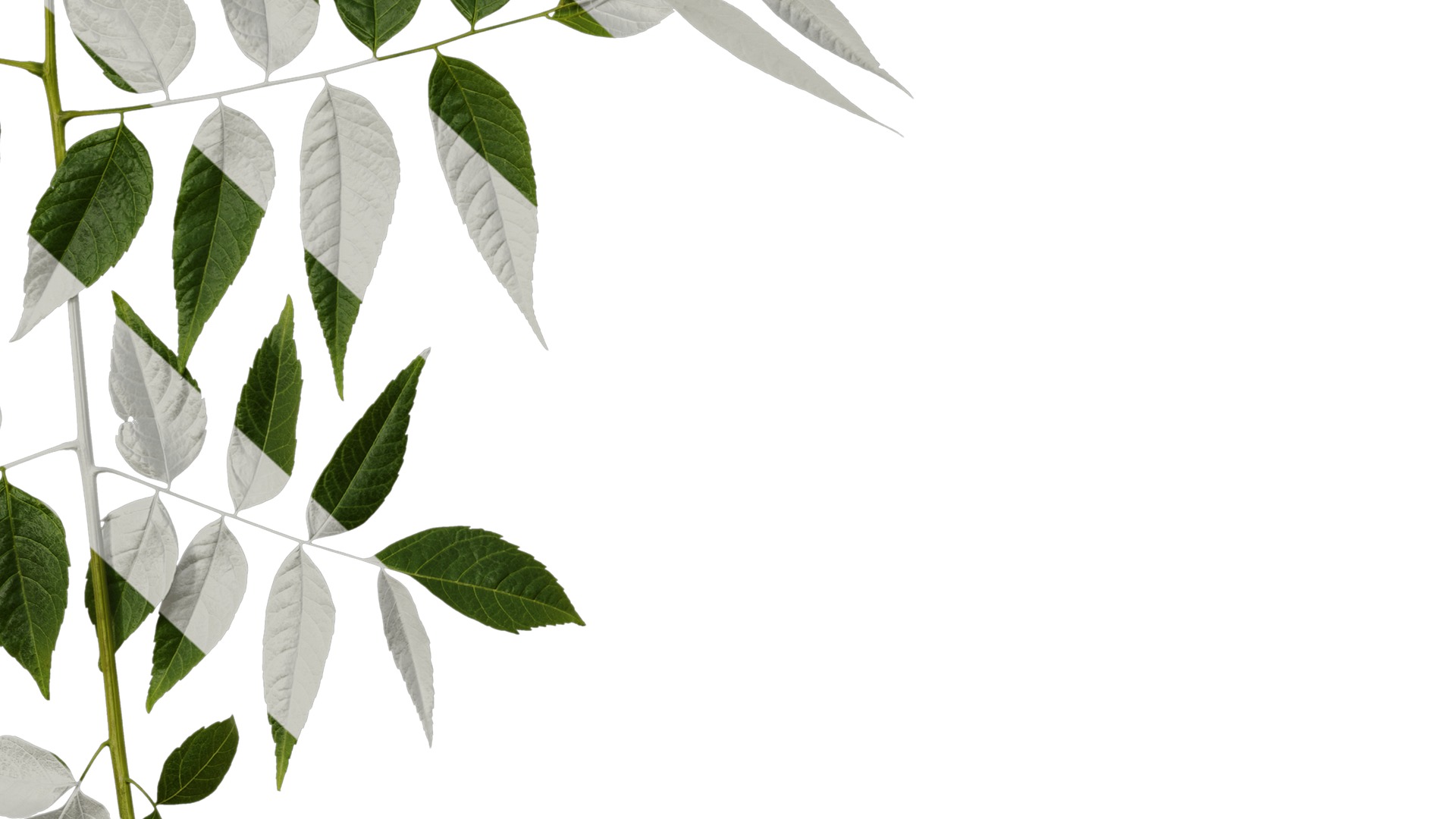 Anydrafts Koelreuteria paniculata Atlas 20 Texture_6