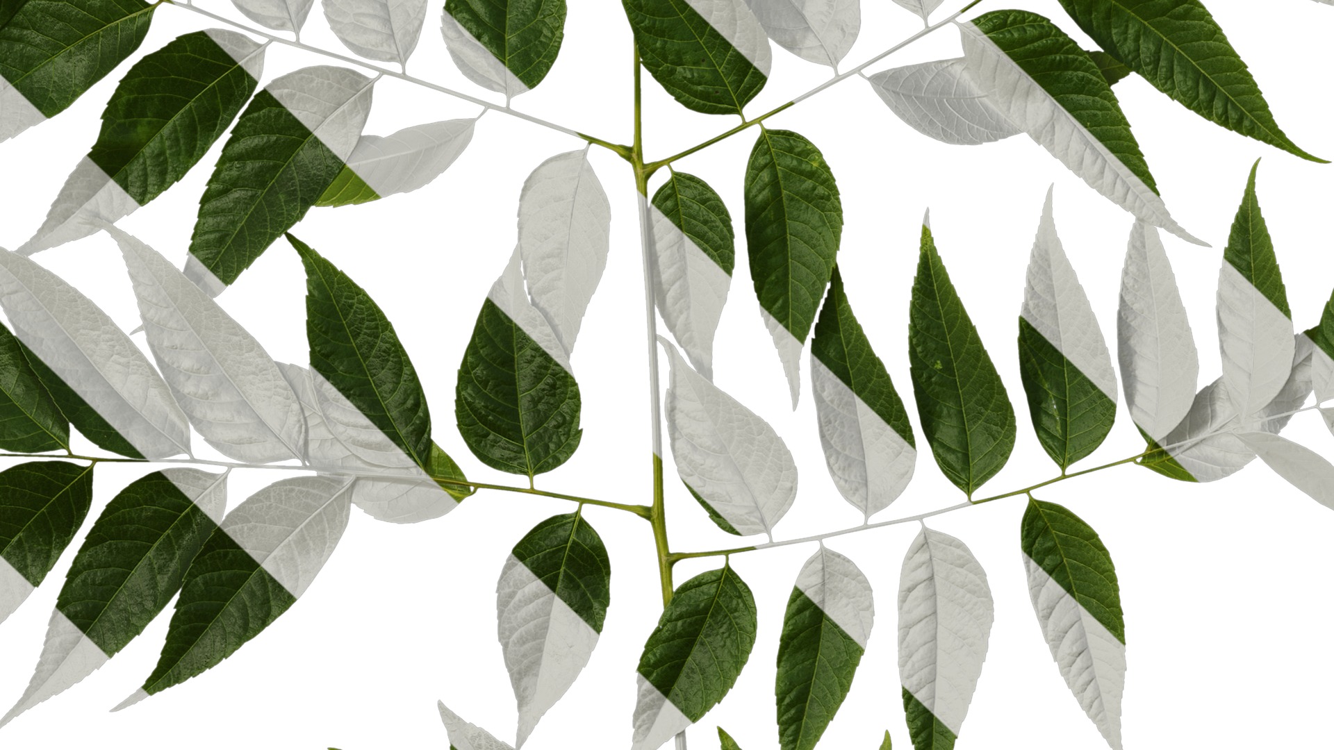 Anydrafts Koelreuteria paniculata Atlas 20 Texture_7