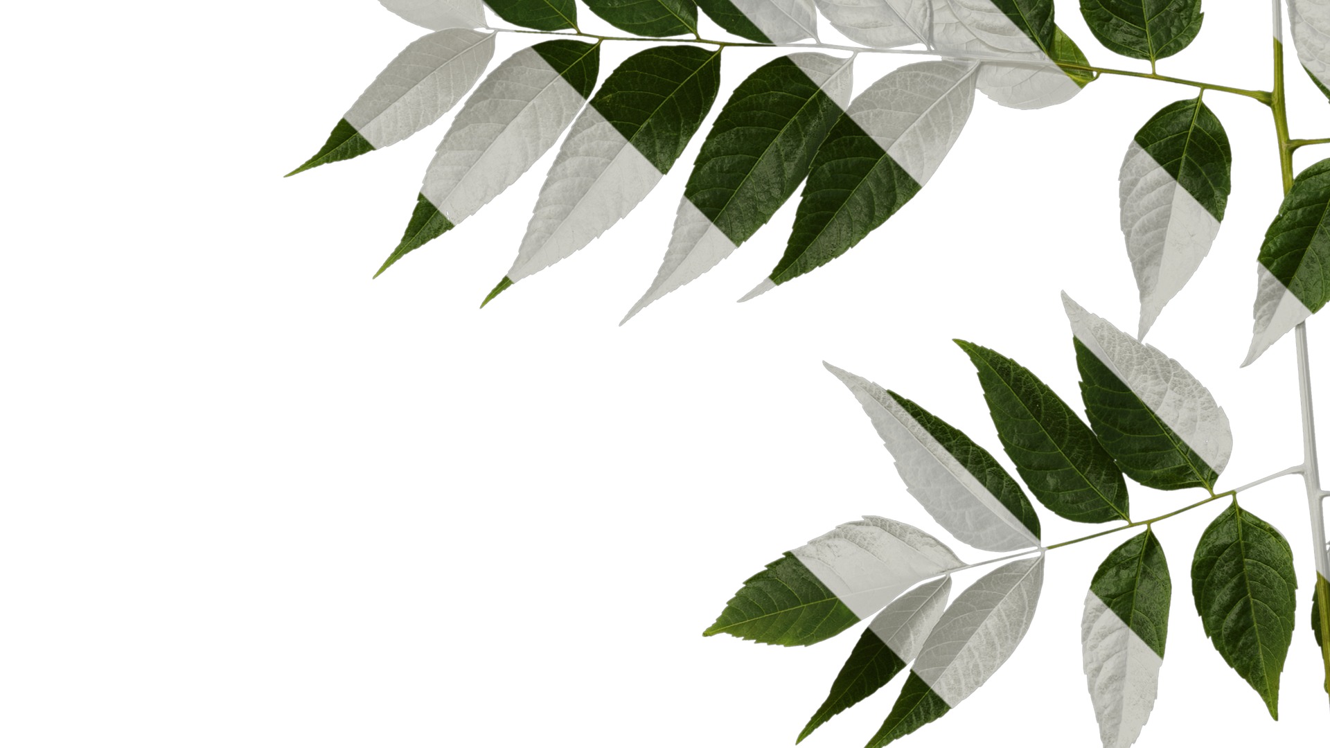 Anydrafts Koelreuteria paniculata Atlas 20 Texture_5