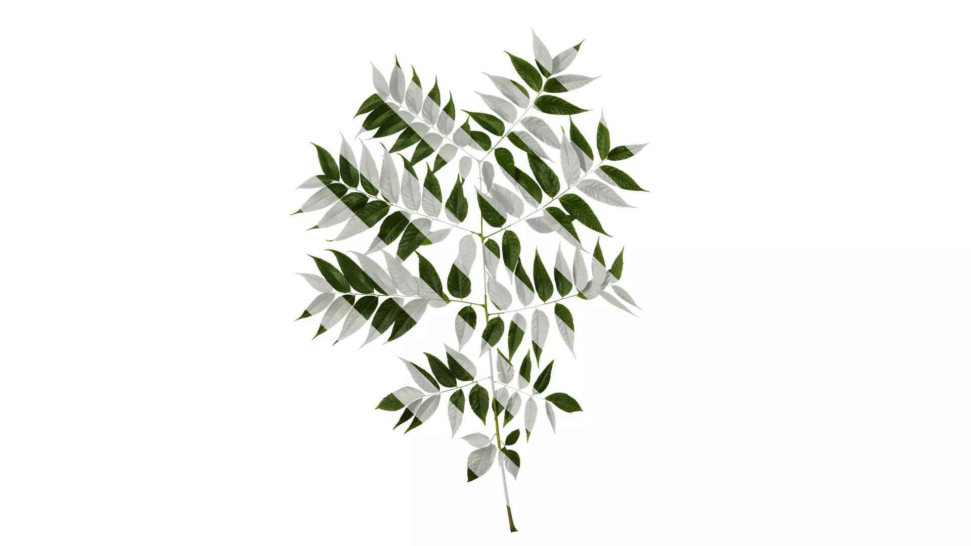 Anydrafts Koelreuteria paniculata Atlas 20 Texture_0