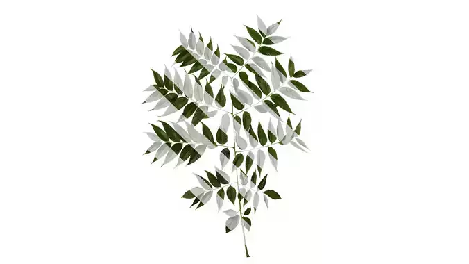 Anydrafts Koelreuteria paniculata Atlas 20