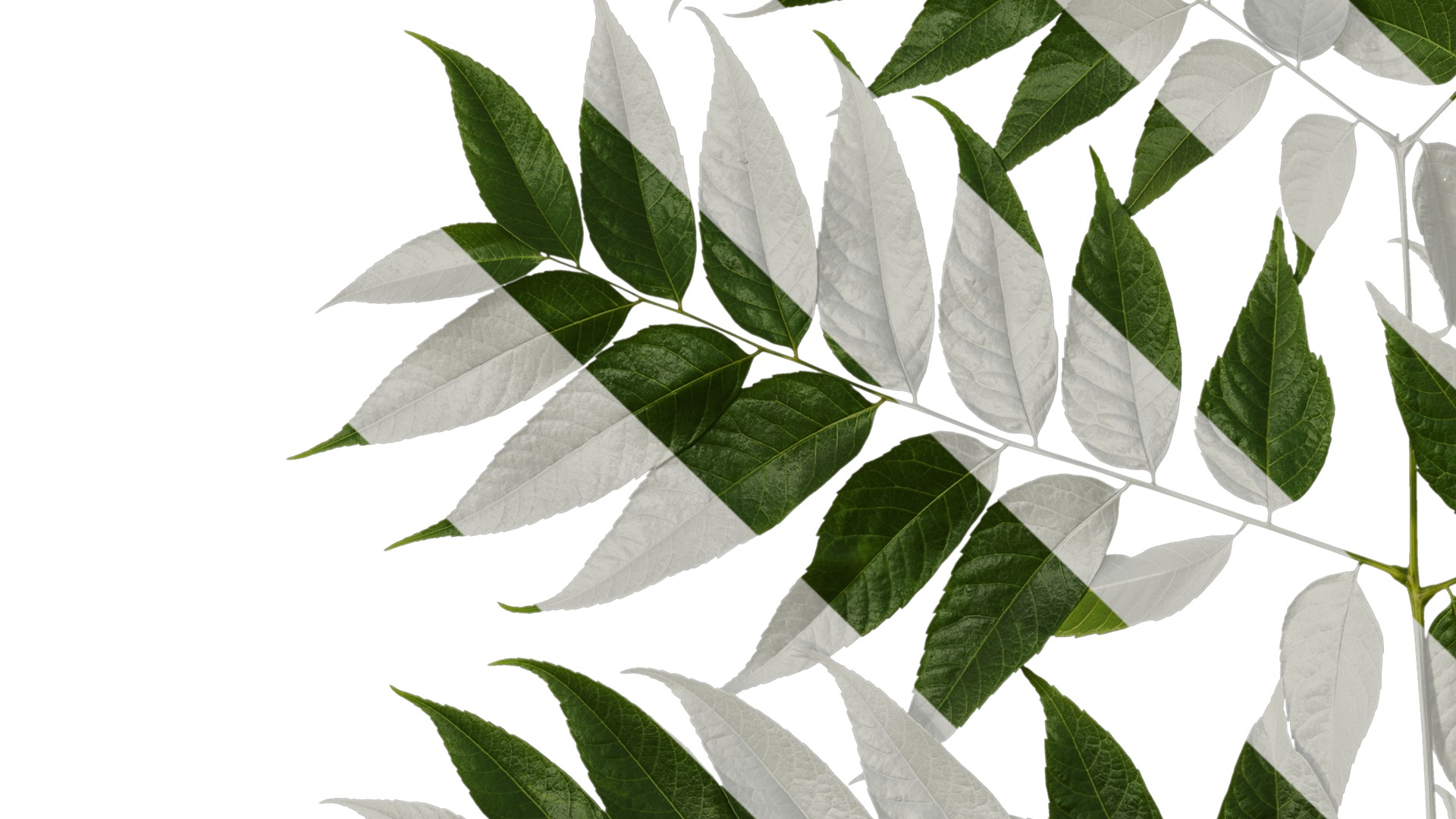 Anydrafts Koelreuteria paniculata Atlas 20 Texture_3