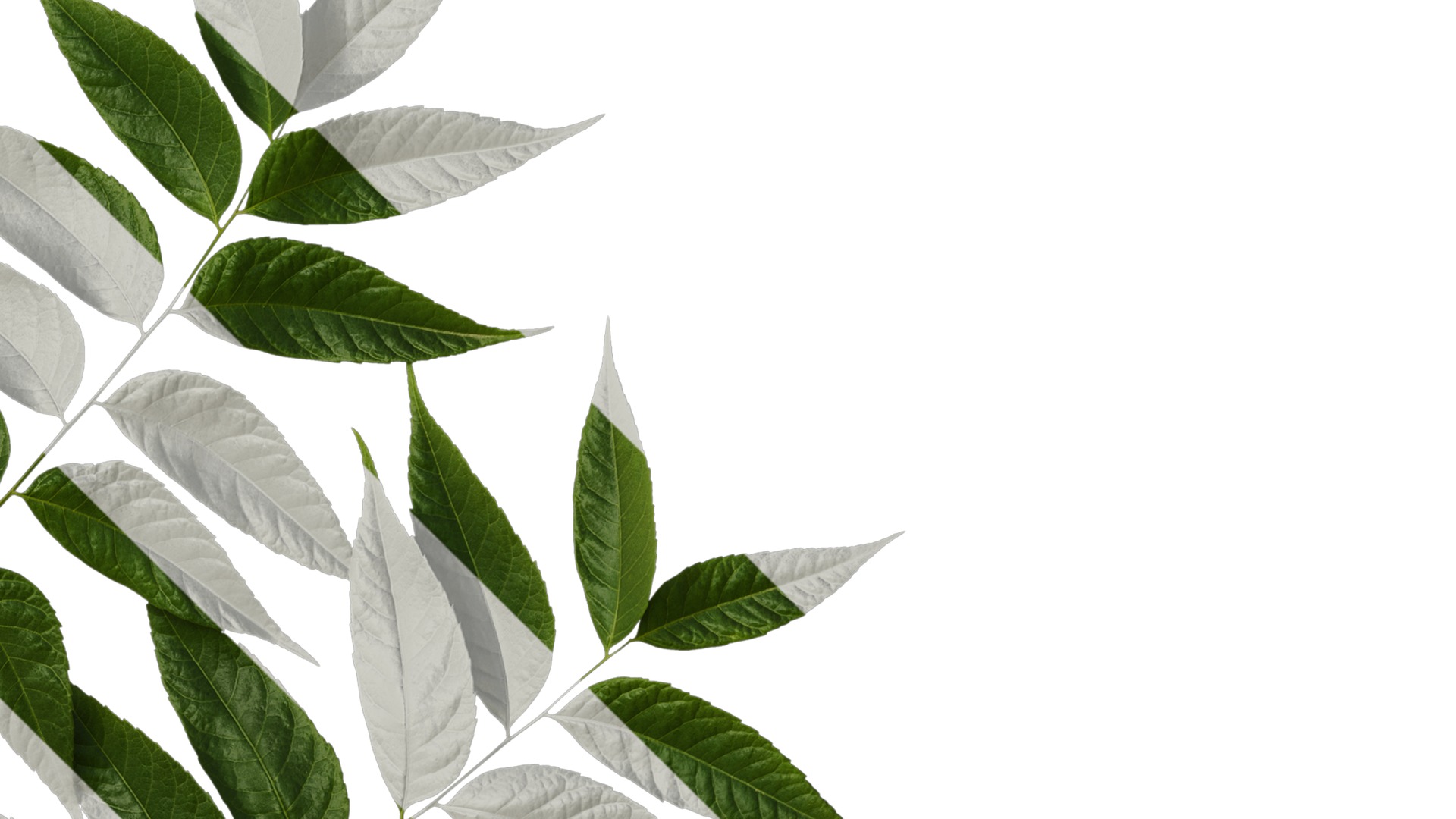 Anydrafts Koelreuteria paniculata Atlas 20 Texture_2