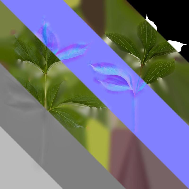 Anydrafts Paeonia lactiflora Leaf 06 Texture_8