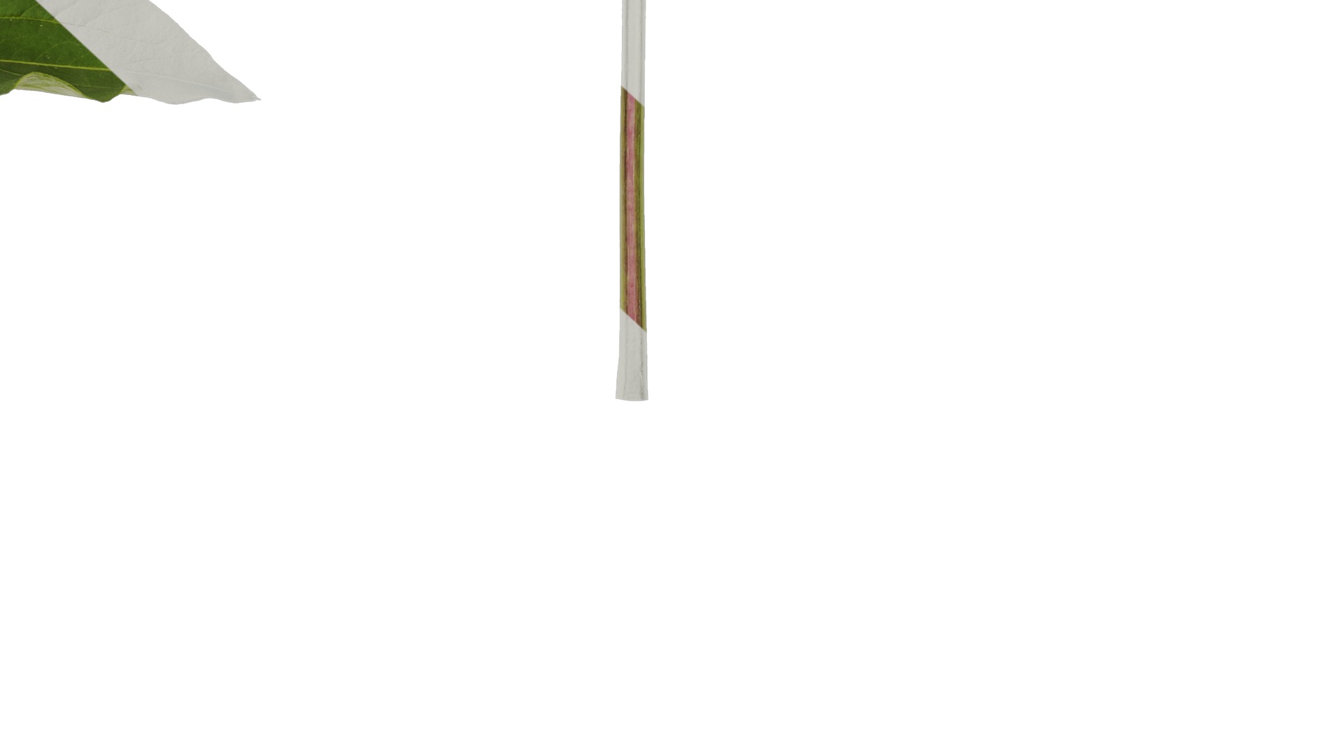 Anydrafts Paeonia lactiflora Leaf 06 Texture_6