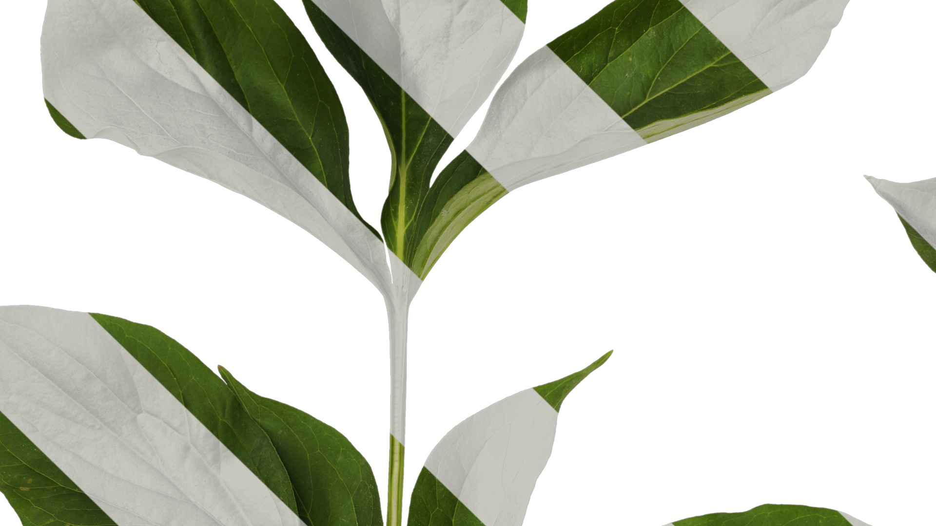 Anydrafts Paeonia lactiflora Leaf 06 Texture_3