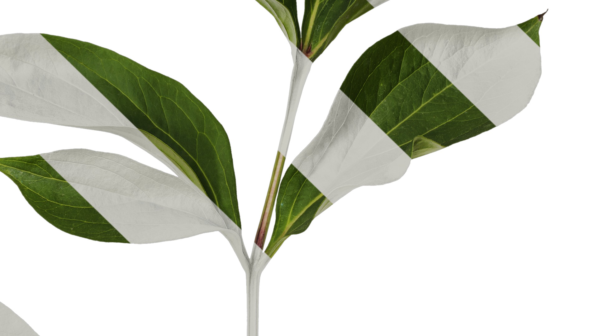 Anydrafts Paeonia lactiflora Leaf 06 Texture_4