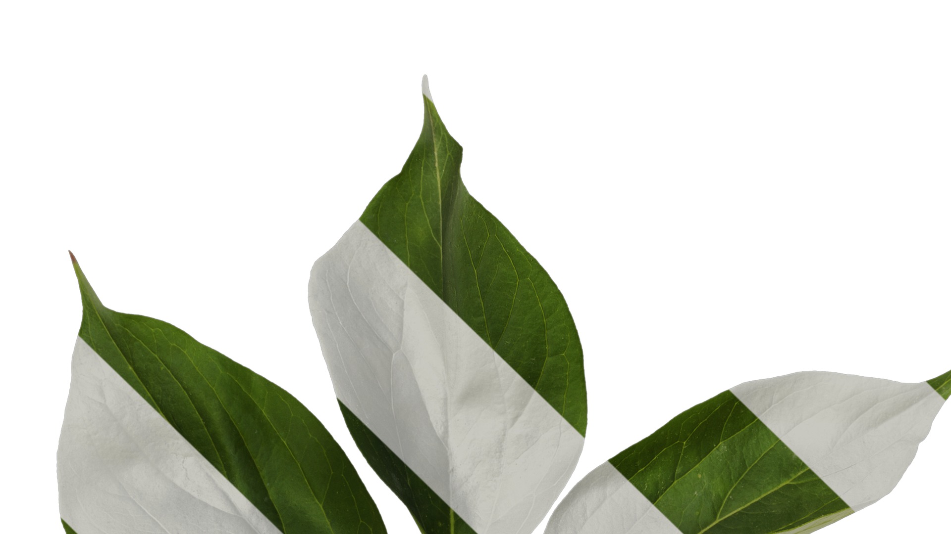 Anydrafts Paeonia lactiflora Leaf 06 Texture_1