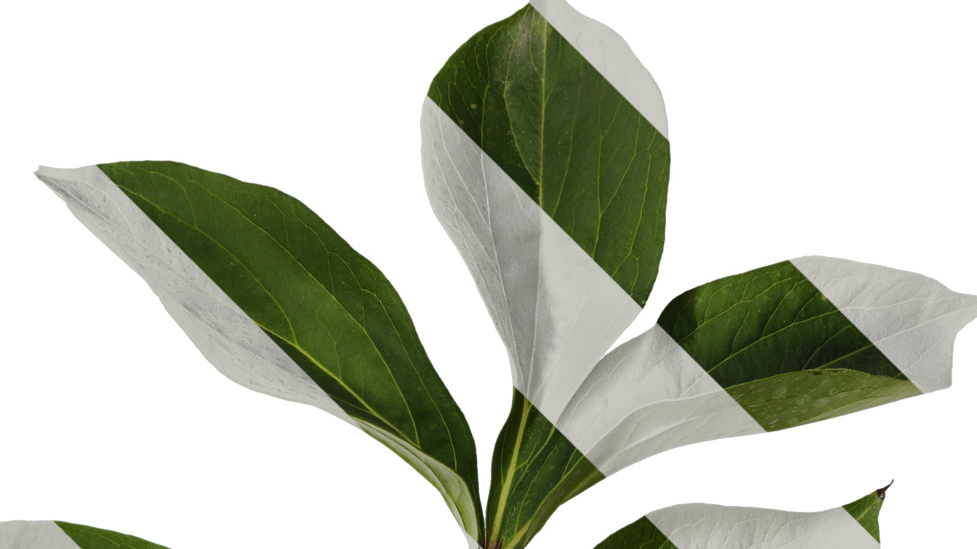 Anydrafts Paeonia lactiflora Leaf 06 Texture_2