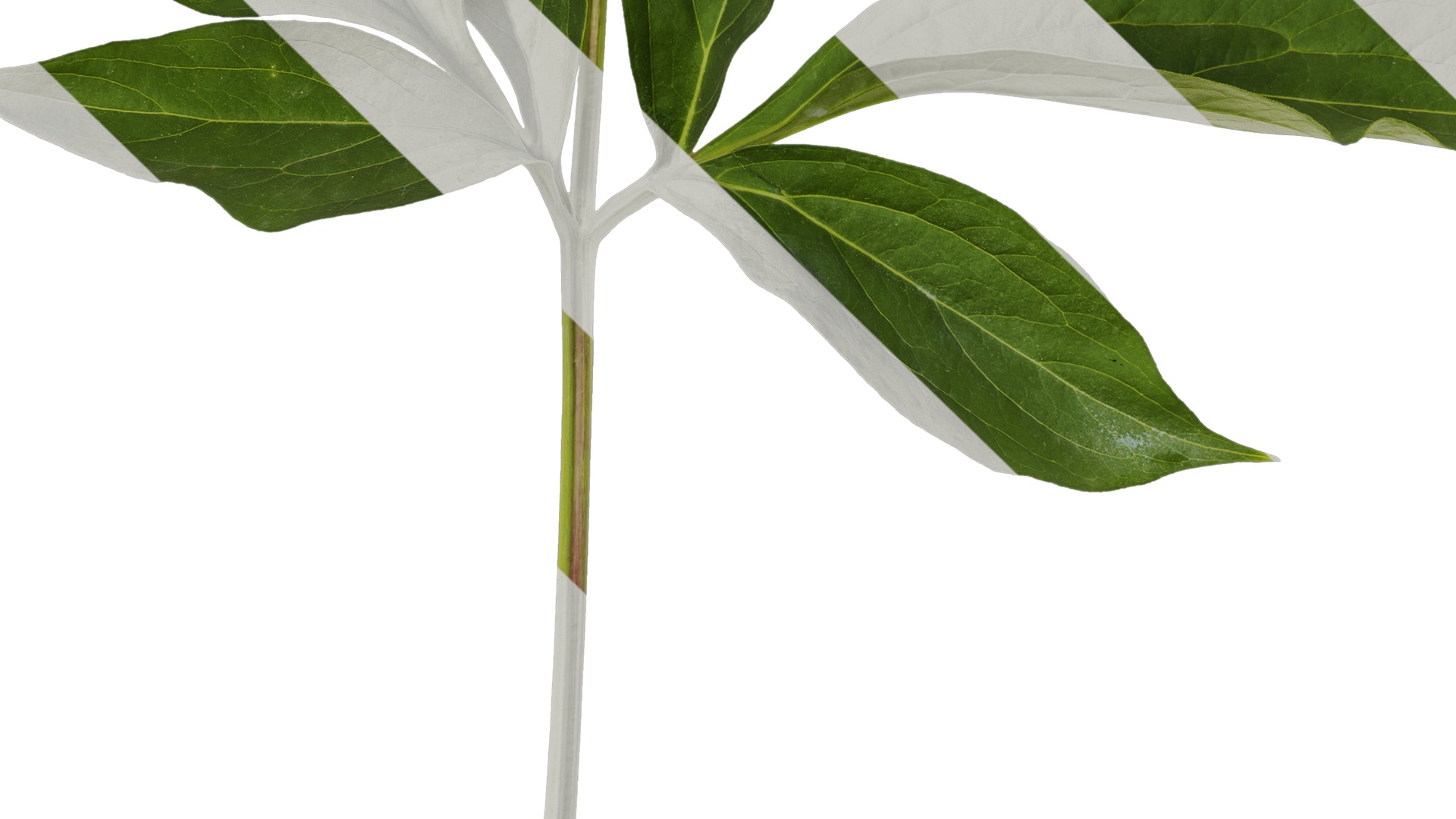 Anydrafts Paeonia lactiflora Leaf 06 Texture_5