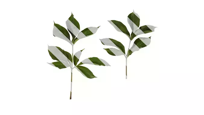 Anydrafts Paeonia lactiflora Leaf 06 Texture