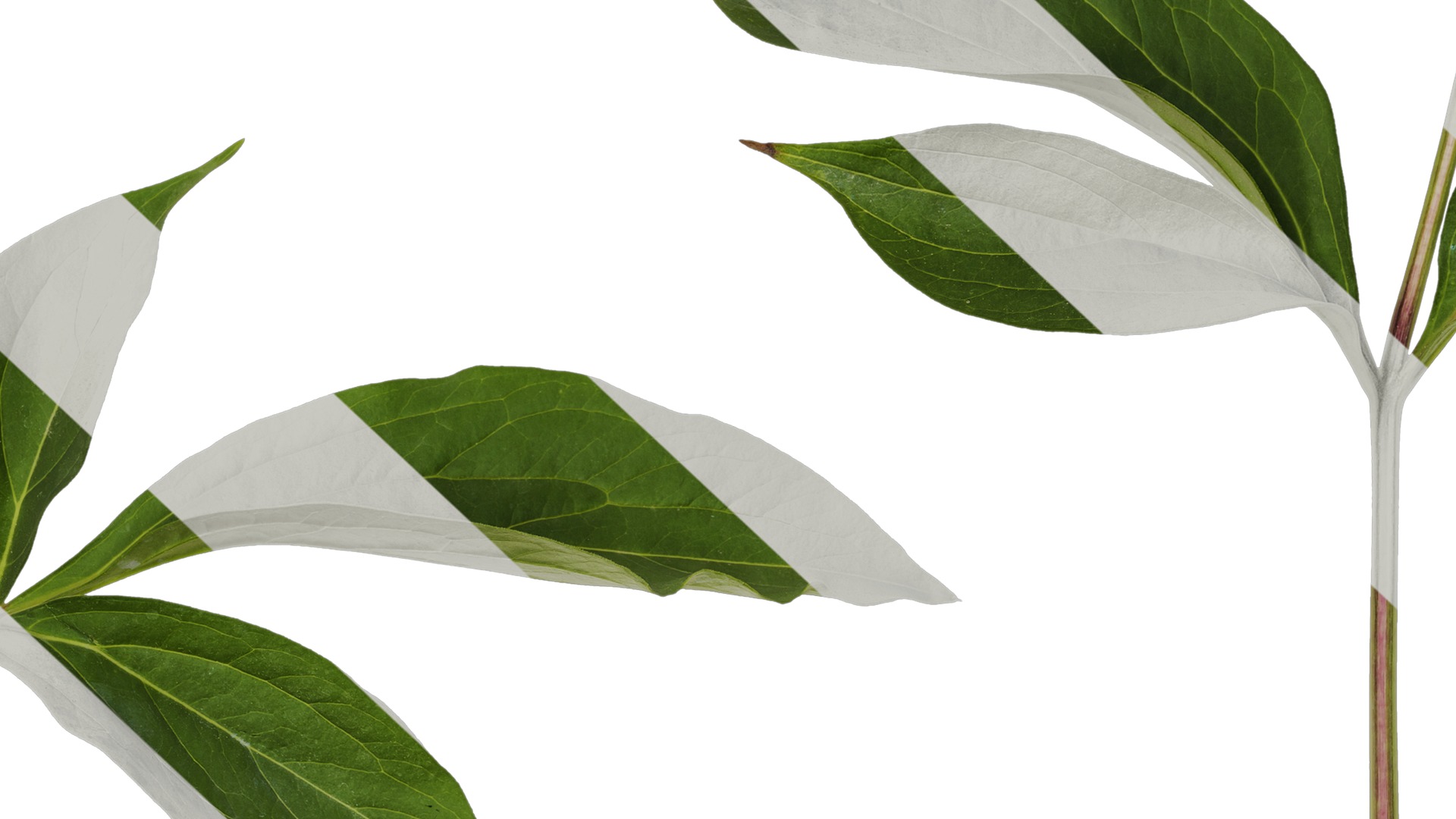 Anydrafts Paeonia lactiflora Leaf 06 Texture_7