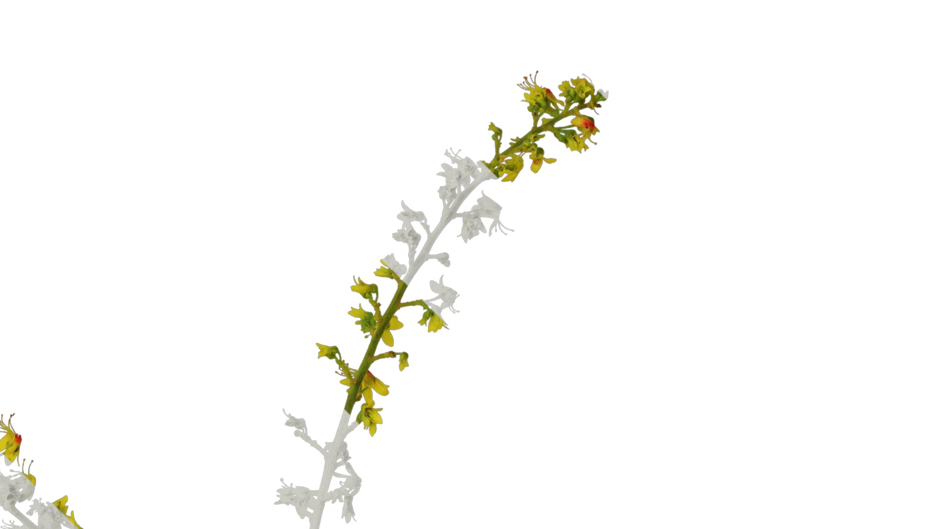 Anydrafts Koelreuteria paniculata Flower 02 Texture_2