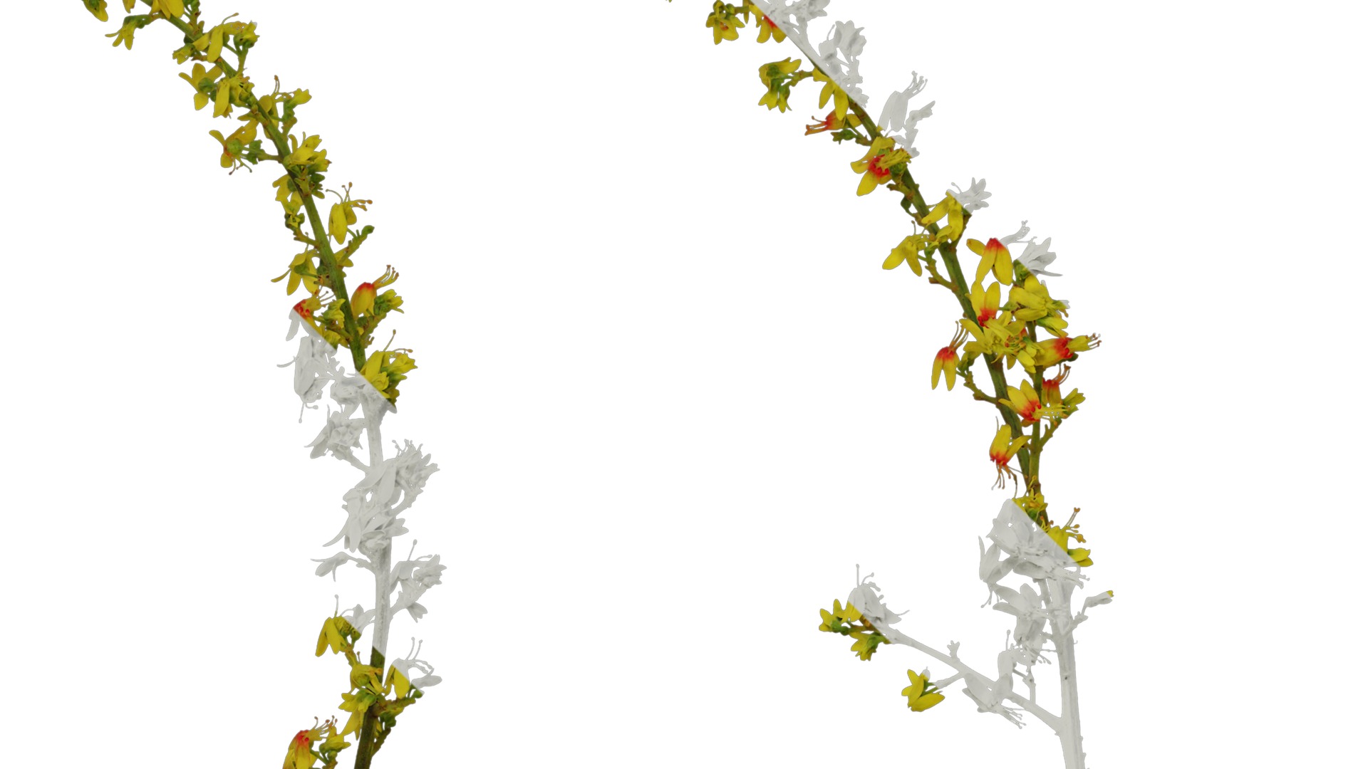 Anydrafts Koelreuteria paniculata Flower 02 Texture_5