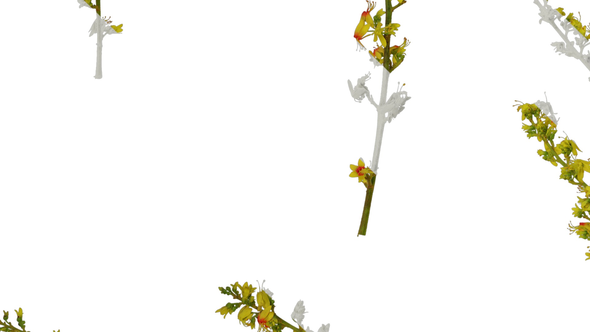 Anydrafts Koelreuteria paniculata Flower 02 Texture_3