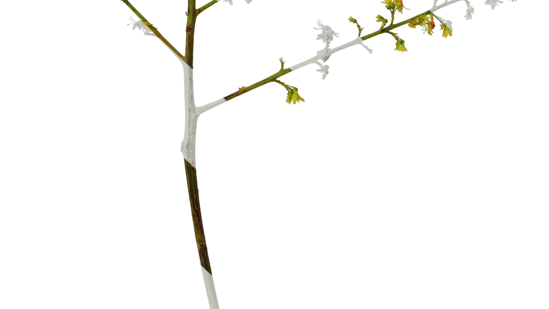 Anydrafts Koelreuteria paniculata Flower 02 Texture_6