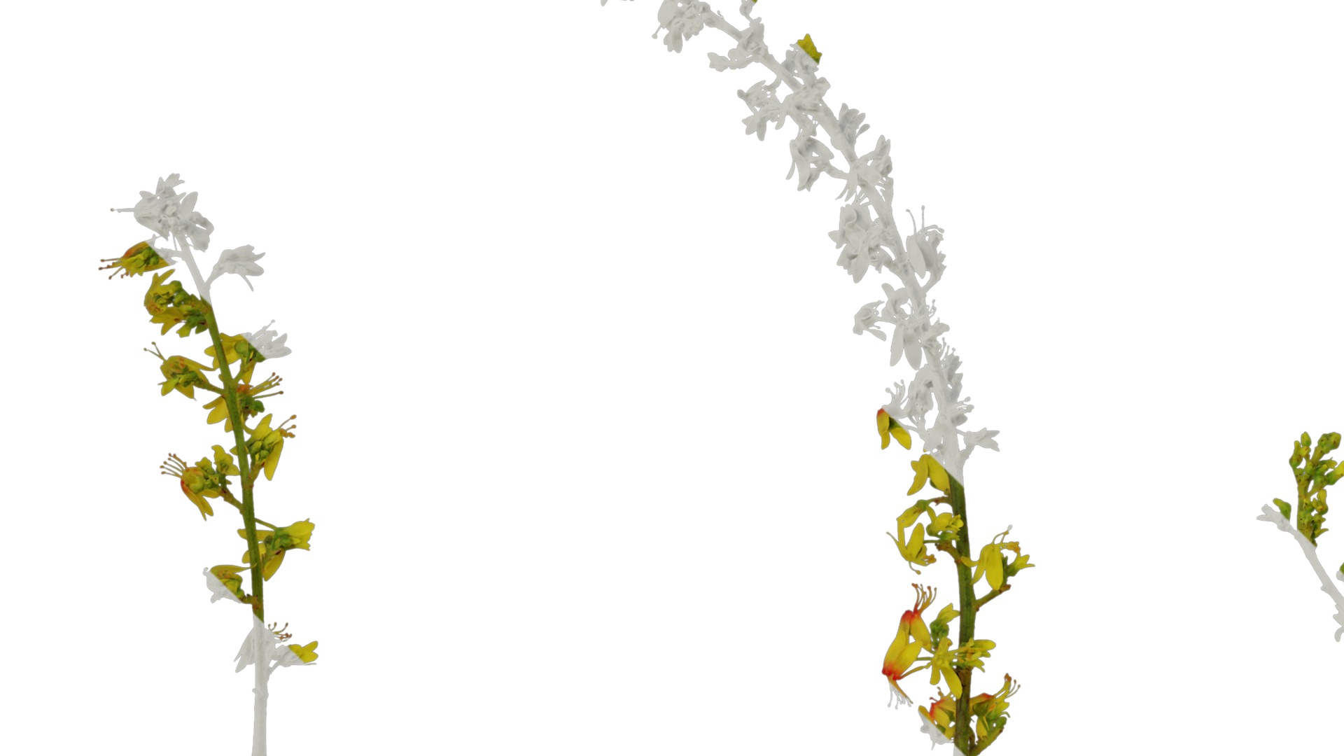 Anydrafts Koelreuteria paniculata Flower 02 Texture_1