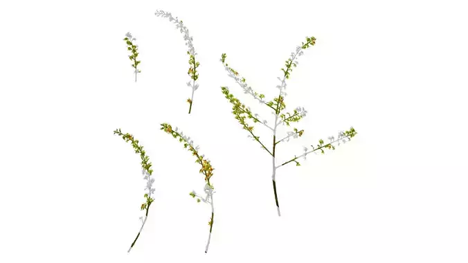 Anydrafts Koelreuteria paniculata Flower 02