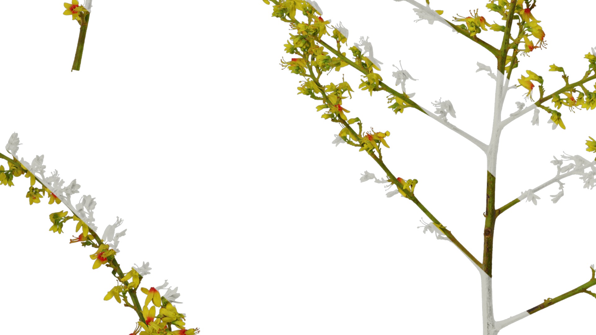 Anydrafts Koelreuteria paniculata Flower 02 Texture_7