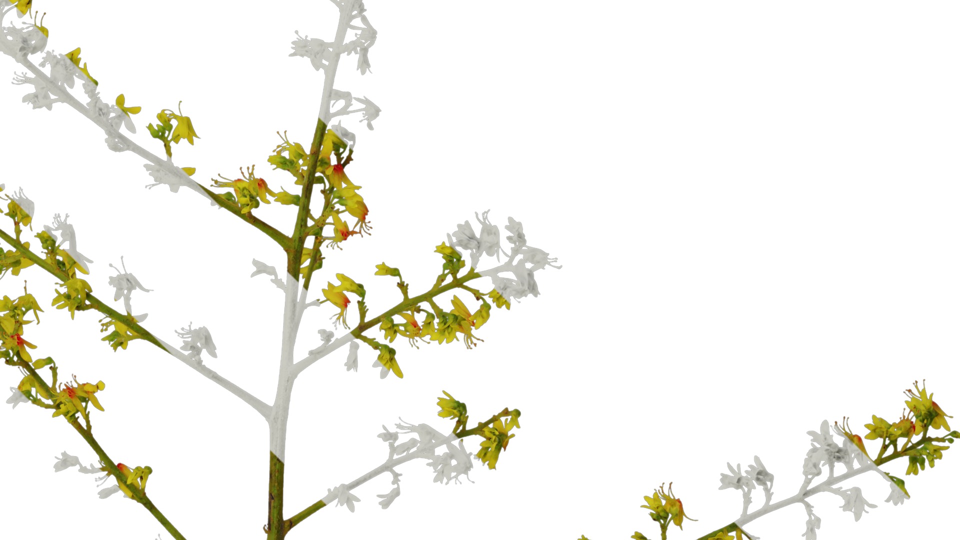 Anydrafts Koelreuteria paniculata Flower 02 Texture_4