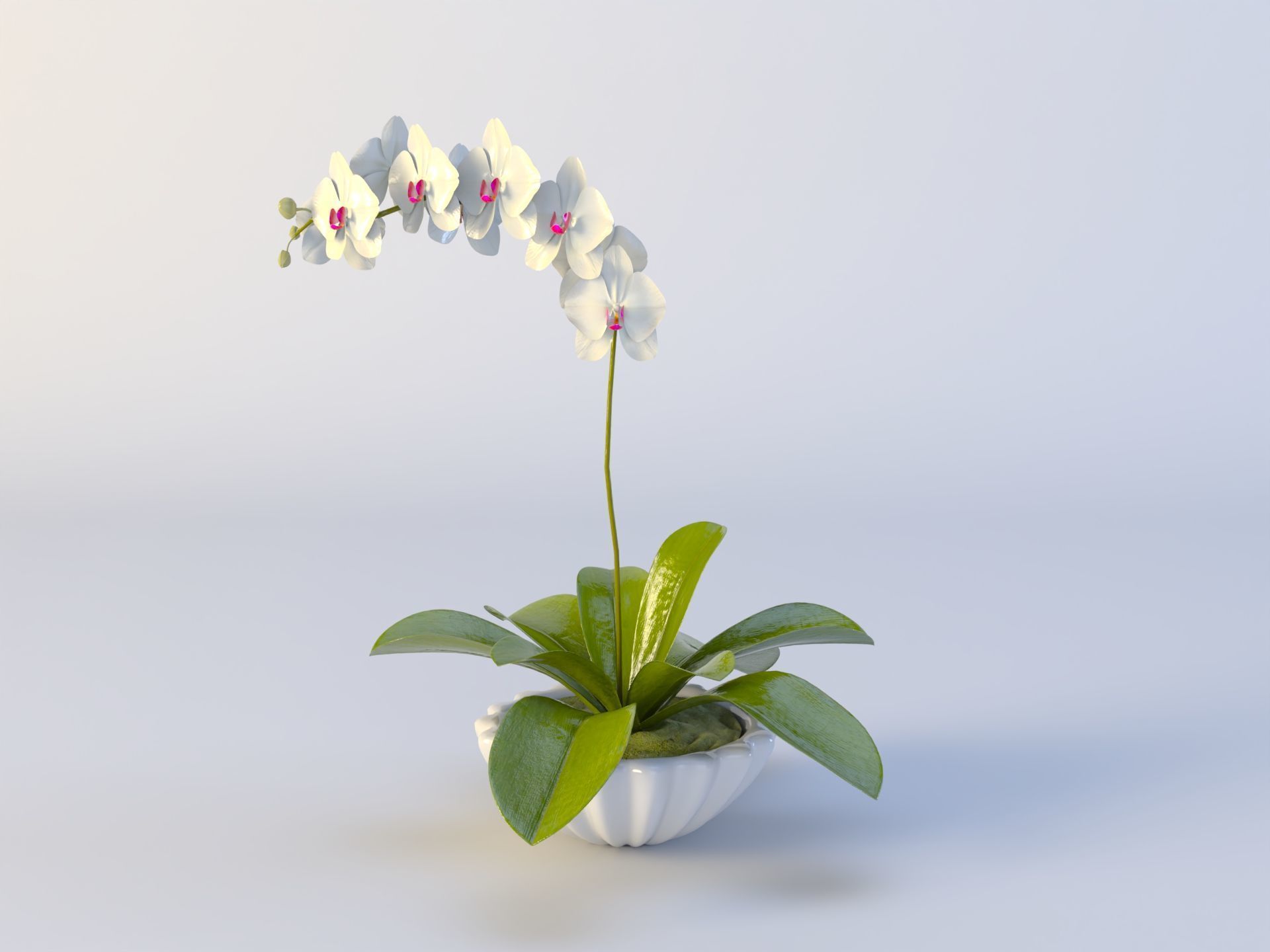 3D Succulent in pot  Low-poly  Low-poly 3D model_3