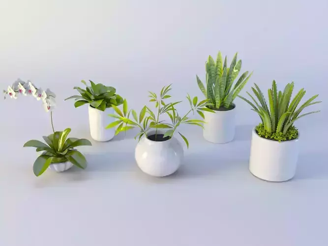 3D Succulent in pot  Low-poly 