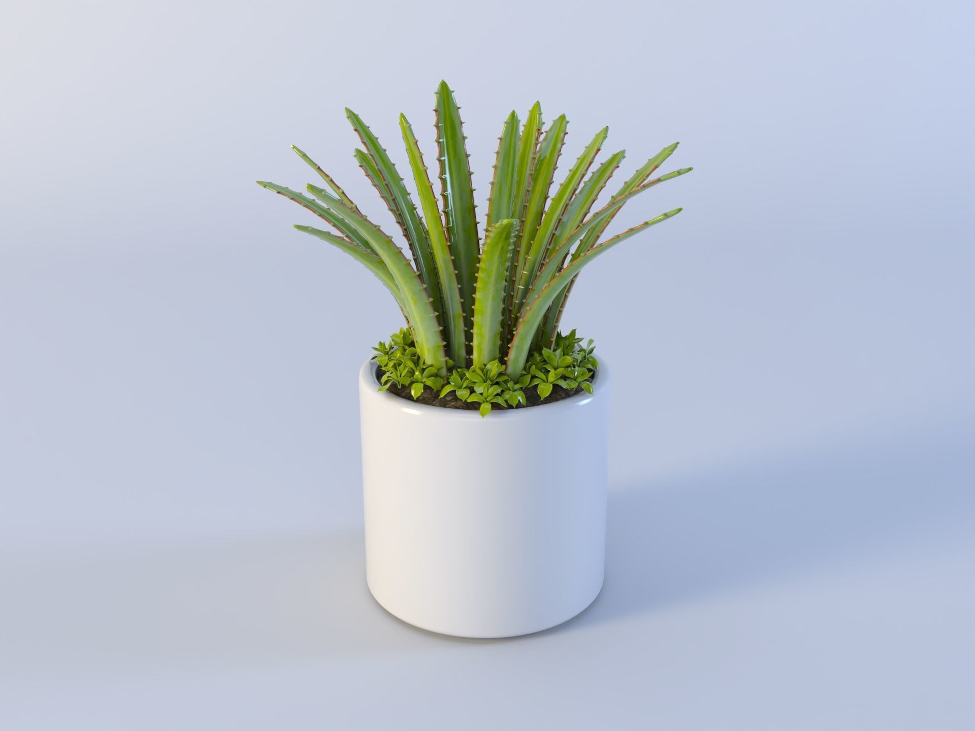 3D Succulent in pot  Low-poly  Low-poly 3D model_5