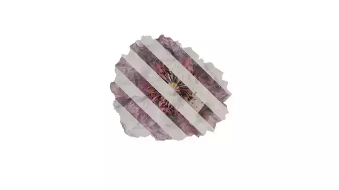 Anydrafts Papaver rhoeas Flower 09