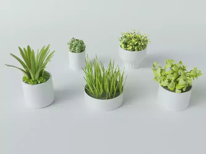 3D Succulent in pot 2 Low-poly 