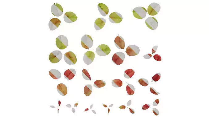 Anydrafts Koelreuteria paniculata Fruit 01