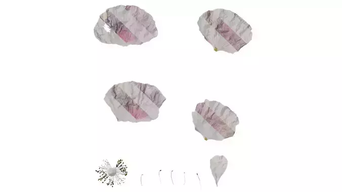 Anydrafts Papaver rhoeas Flower 10 Texture