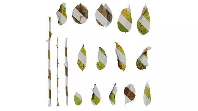 Anydrafts Koelreuteria paniculata Leaf 03