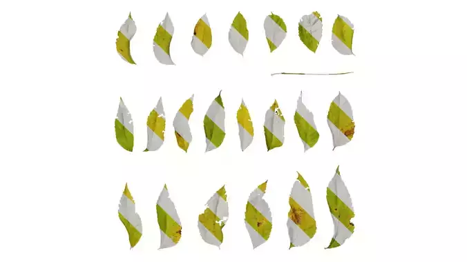 Anydrafts Koelreuteria paniculata Leaf 06