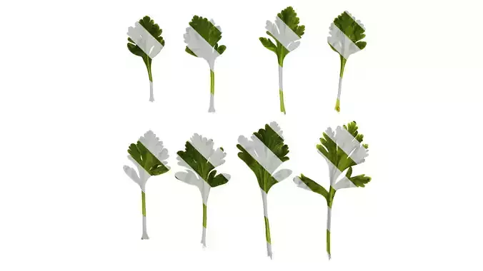 Anydrafts Papaver rhoeas Leaf 02 Texture