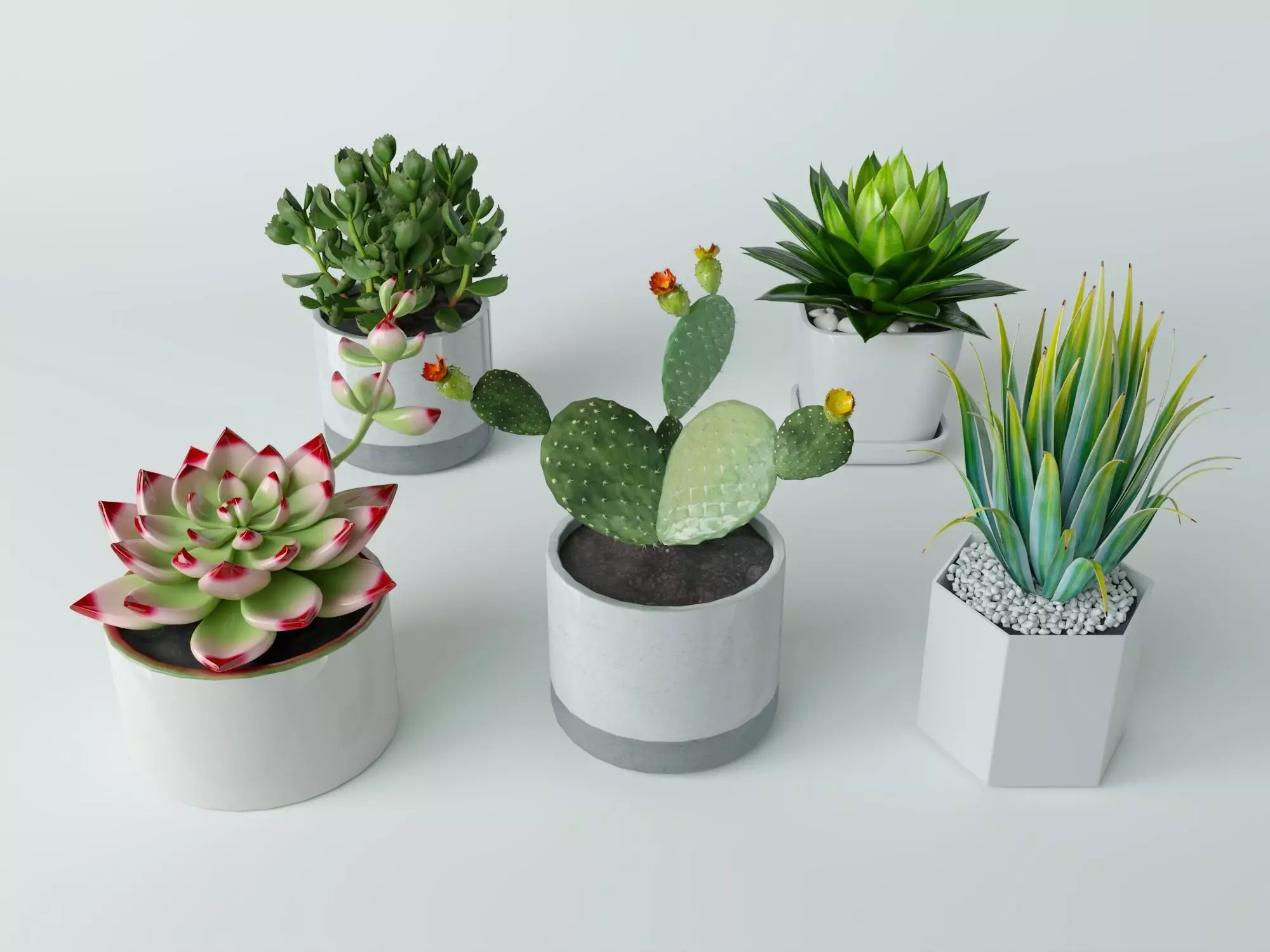 3D Succulent in pot 2 Low-poly Low-poly 3D model