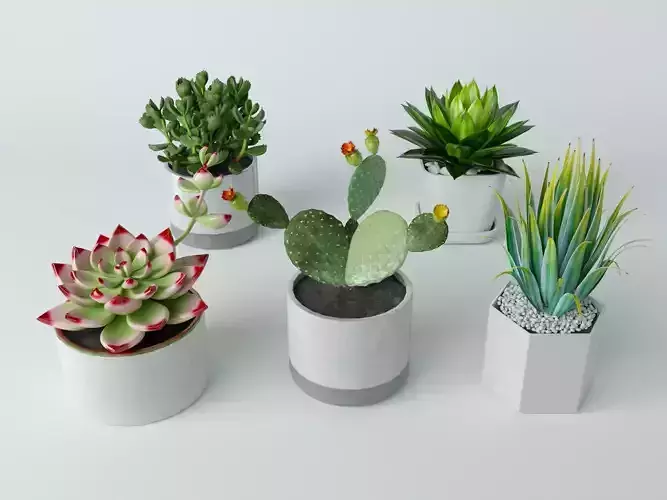 3D Succulent in pot 2 Low-poly 