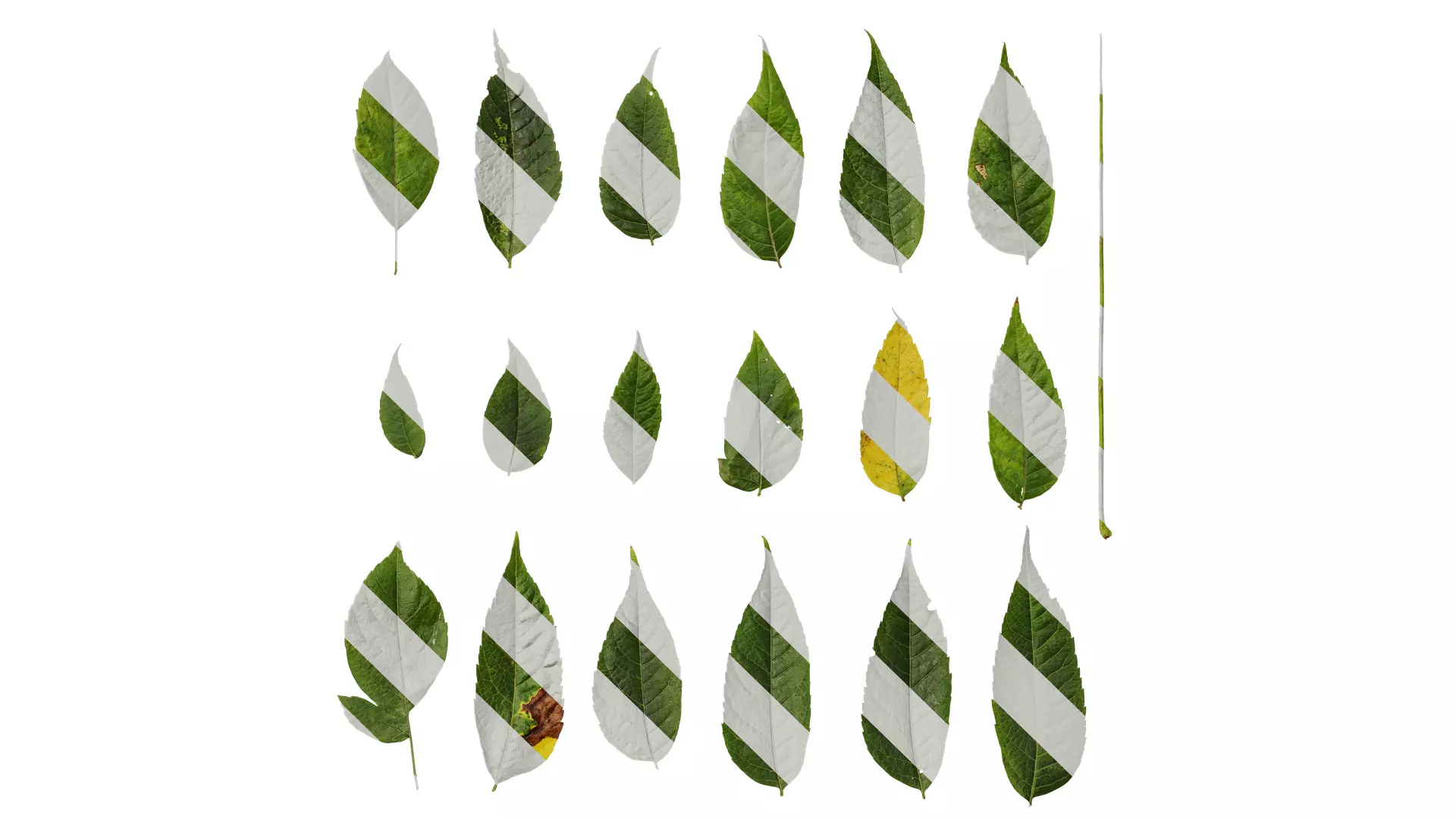 Anydrafts Koelreuteria paniculata Leaf 15 Texture_0