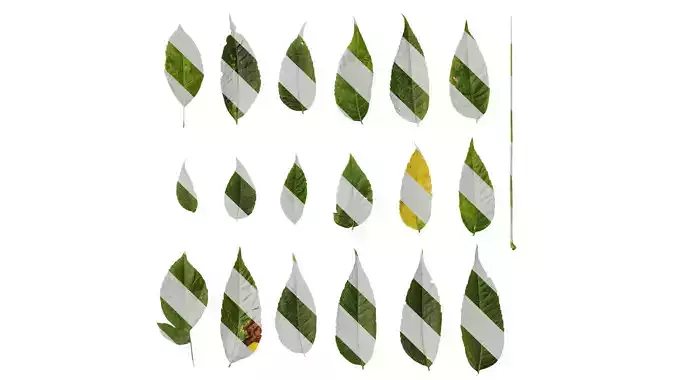 Anydrafts Koelreuteria paniculata Leaf 15