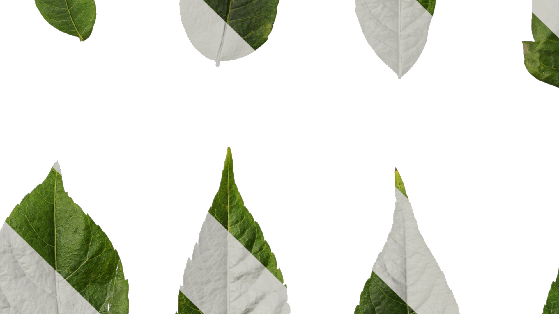 Anydrafts Koelreuteria paniculata Leaf 15 Texture_5