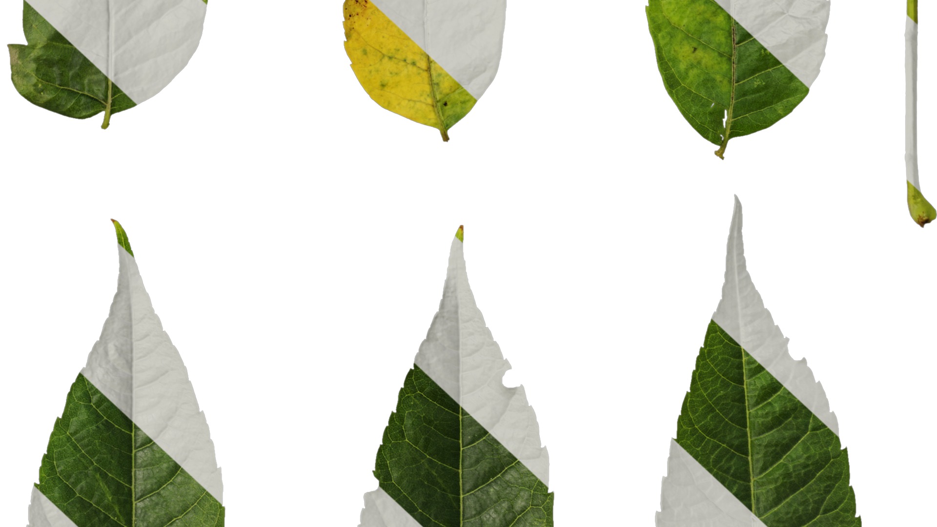 Anydrafts Koelreuteria paniculata Leaf 15 Texture_6