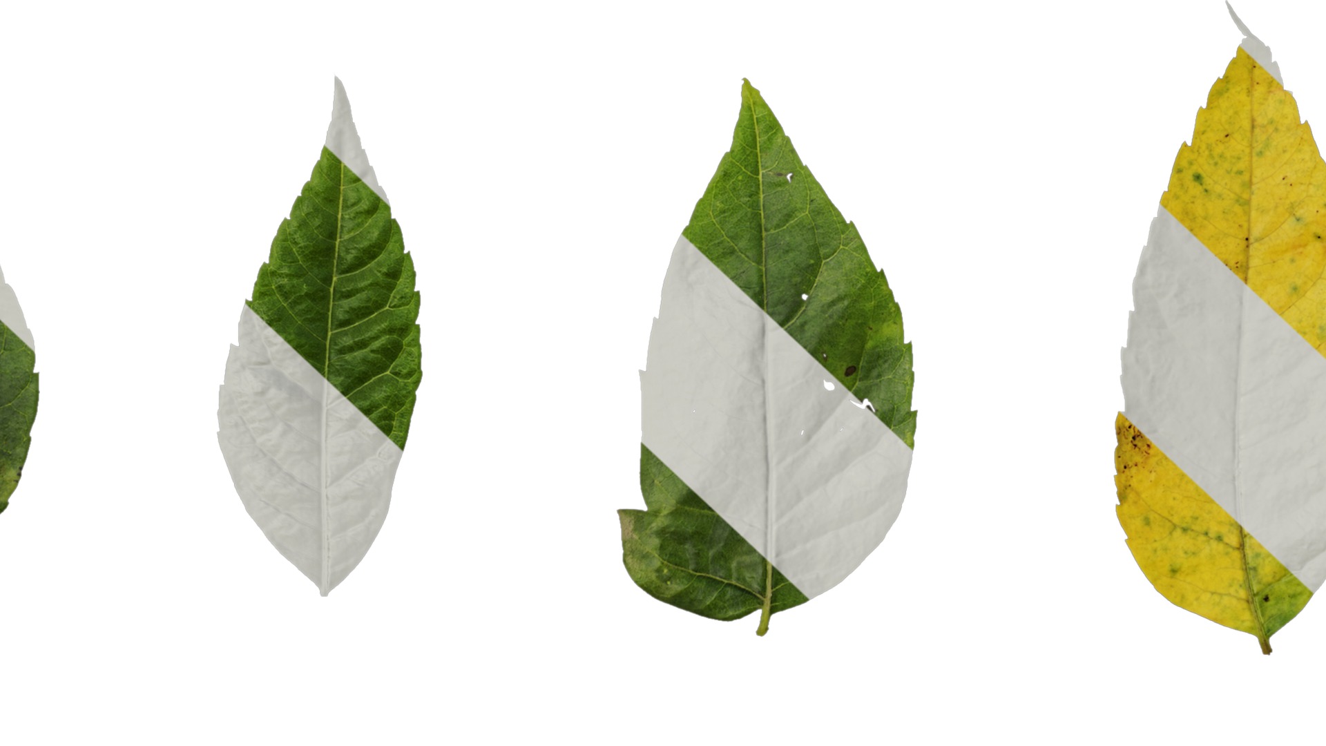 Anydrafts Koelreuteria paniculata Leaf 15 Texture_7