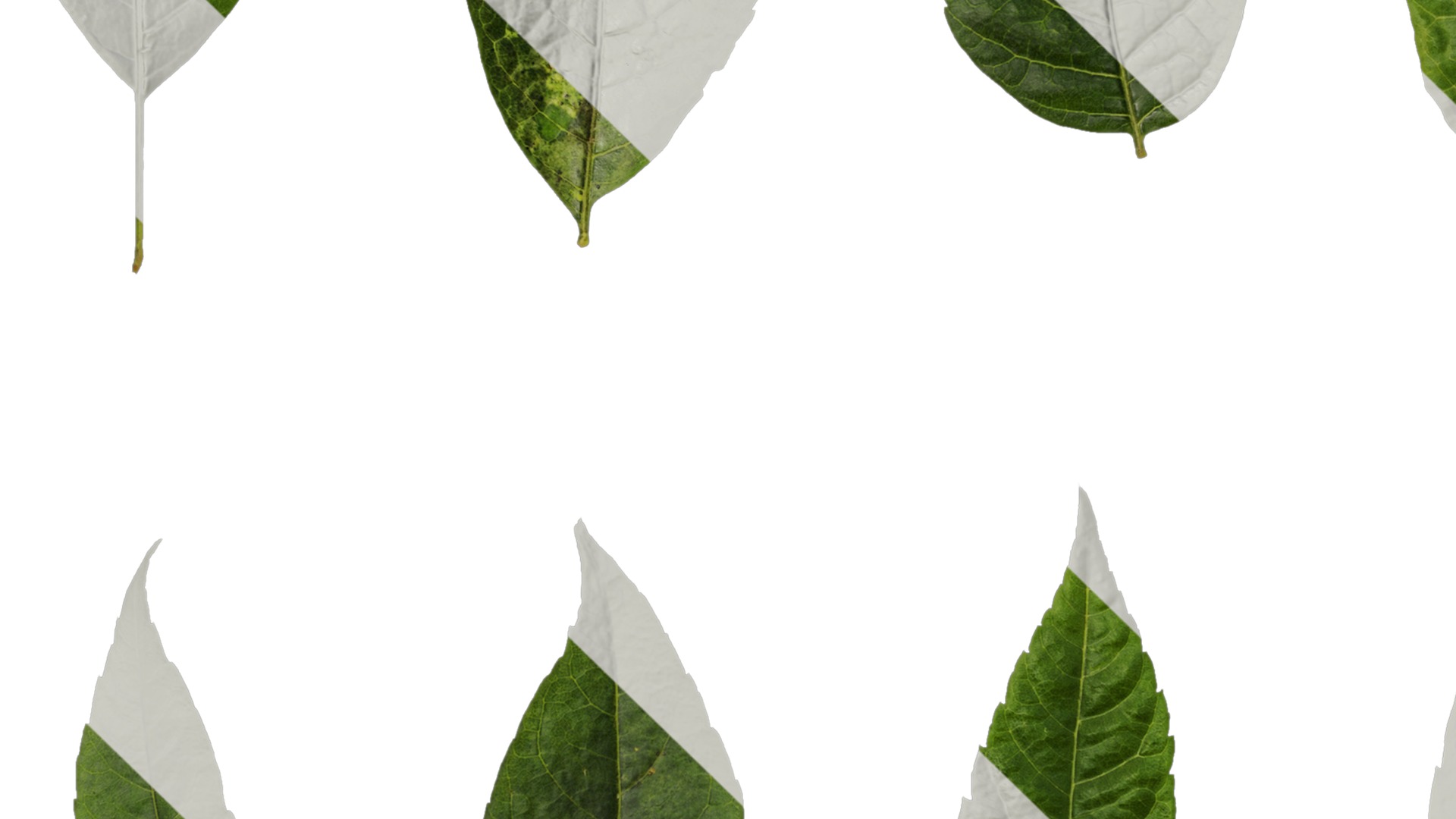 Anydrafts Koelreuteria paniculata Leaf 15 Texture_3