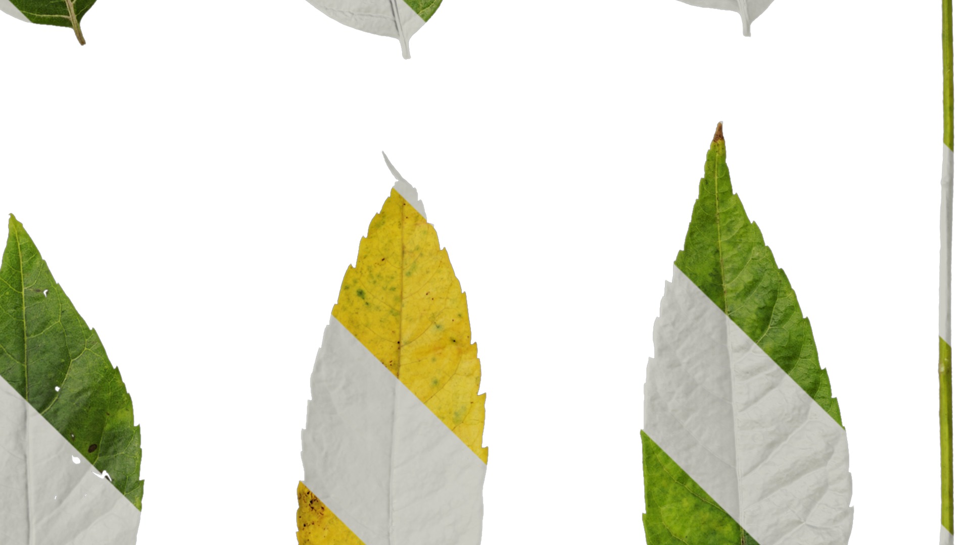 Anydrafts Koelreuteria paniculata Leaf 15 Texture_4